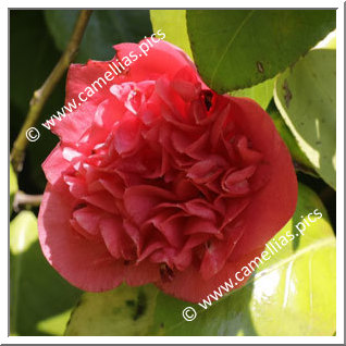 Camellia Japonica 'Ami Cachet'