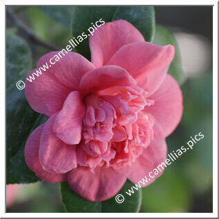 Camellia Japonica 'Amoena'