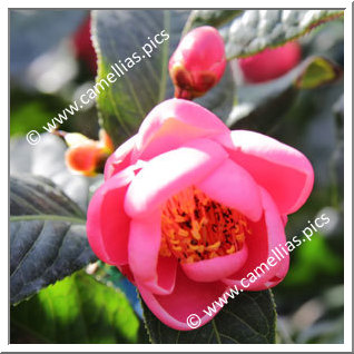 Camellia Species 'C. amplexicaulis'