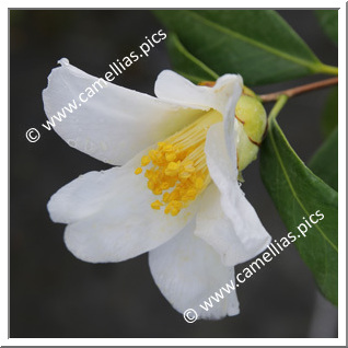 Camellia Japonica 'Amzer Nevez'