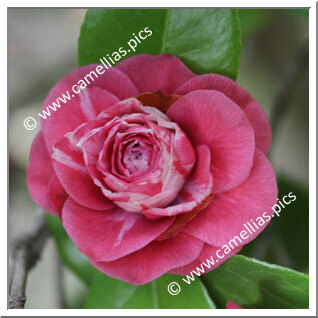 Camellia Japonica 'Andrea Doria'