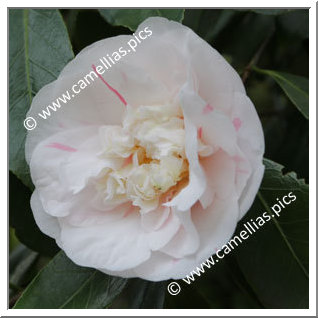 Camellia Japonica 'Andromeda'