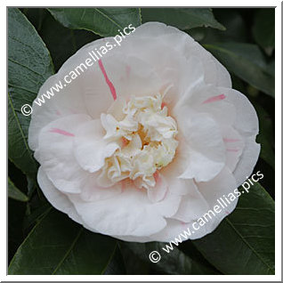 Camellia Japonica 'Andromeda'