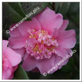 Camellia Hybride C.x williamsii 'Anemone Frill'