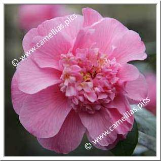 Camellia Hybride C.x williamsii 'Anemone Frill'