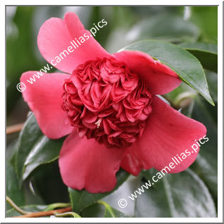 Camellia Japonica 'Anemoniflora'