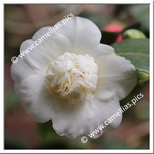 Camellia Japonica 'Anemoniflora Alba'