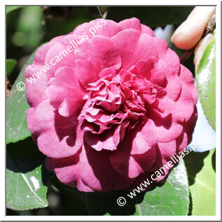 Camellia Japonica 'Anemoniflora Violacea'