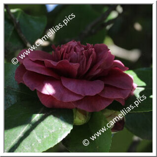 Camellia Japonica 'Anemoniflora Violacea'