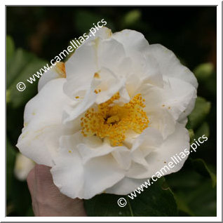 Camellia Japonica 'Angel'