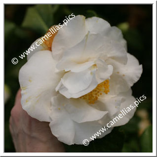 Camellia Japonica 'Angel'