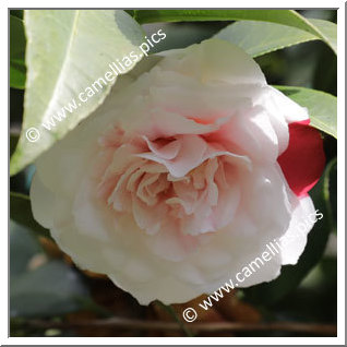 Camellia Japonica 'Angela Cocchi'