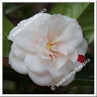 Camellia Japonica 'Angela Cocchi'