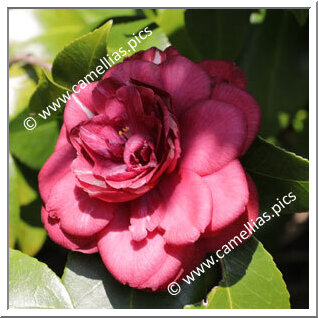 Camellia Japonica 'Angela Cocchi Rouge'