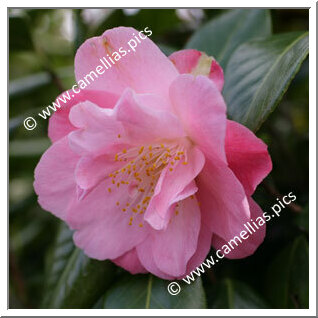Camellia Japonica 'Ann Sothern'