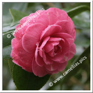 Camellia Japonica 'Anna Bruneau'
