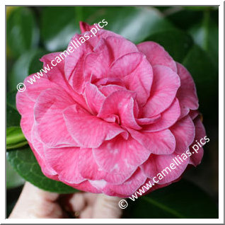 Camellia Japonica 'Anna Bruneau'