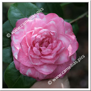 Camellia Japonica 'Anna Bruneau'