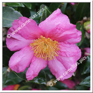 Camellia Sasanqua 'Anna Dzofka'