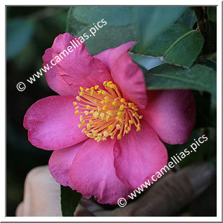 Camellia Sasanqua 'Anna Dzofka'