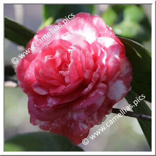 Camellia Japonica 'Anna Frost'