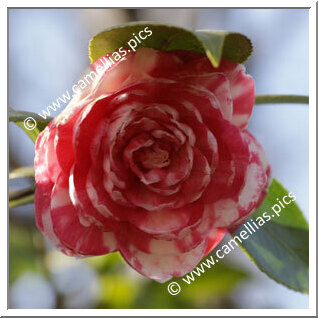 Camellia Japonica 'Anna Frost'