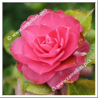 Camellia Japonica 'Annavari'