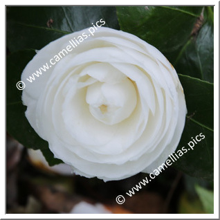 Camellia Japonica 'Anne de Bretagne'