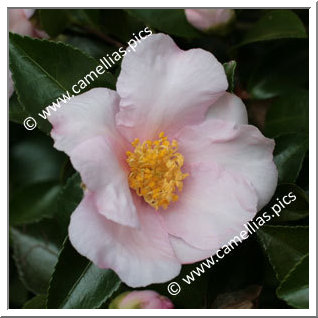 Camellia Sasanqua 'Anne-Françoise'