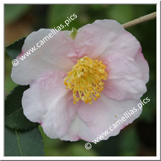 Camellia Sasanqua 'Anne-Françoise'