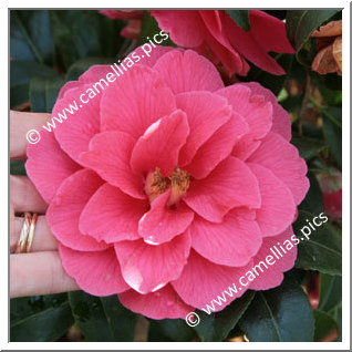 Camellia Hybrid C.x williamsii 'Anne Hazlewood'