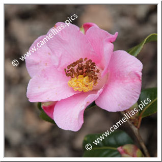 Camellia Hybride C.x williamsii 'Anne Marie Pichon'