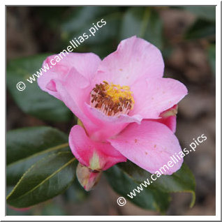 Camellia Hybride C.x williamsii 'Anne Marie Pichon'