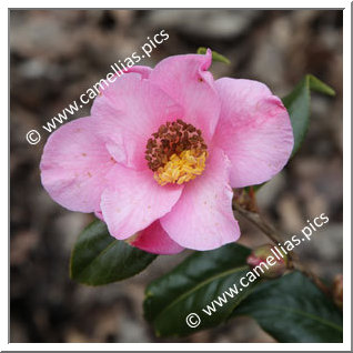 Camellia Hybride C.x williamsii 'Anne Marie Pichon'