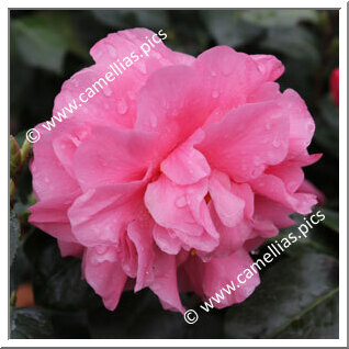 Camellia Japonica 'Anne Shackelford'