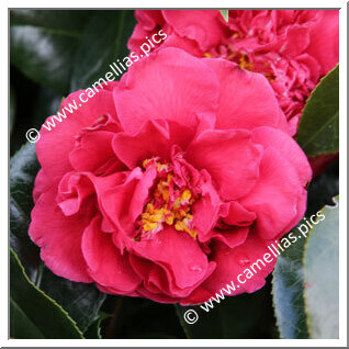 Camellia Japonica 'Anne Smith'