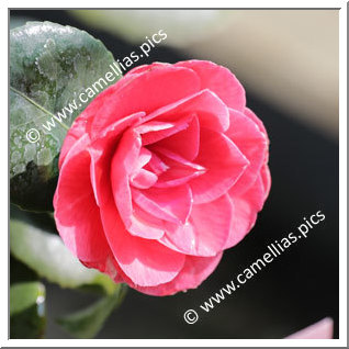 Camellia Japonica 'Annessione'
