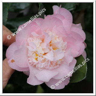 Camellia Japonica 'Annette Gehry'