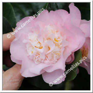 Camellia Japonica 'Annette Gehry'