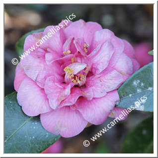 Camellia Japonica 'Conde das Antas'