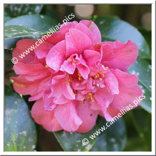 Camellia Japonica 'Conde das Antas'