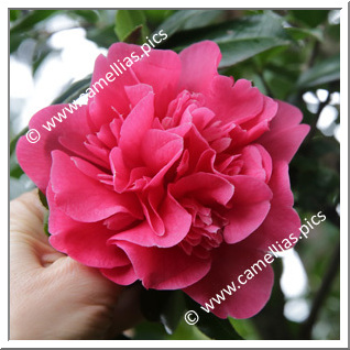 Camellia Hybride C.x williamsii 'Anticipation'