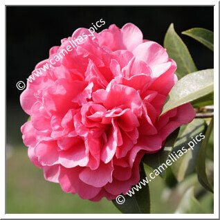 Camellia Hybrid C.x williamsii 'Anticipation'