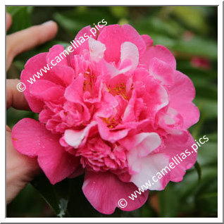 Camellia Hybrid C.x williamsii 'Anticipation Variegated'