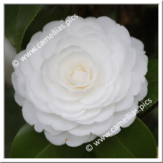 Camellia Japonica 'Antonietta Bisi'