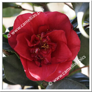 Camellia Japonica 'Antwerpiensis'