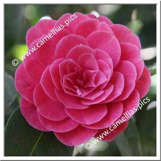 Camellia Hybride 'Anzac'