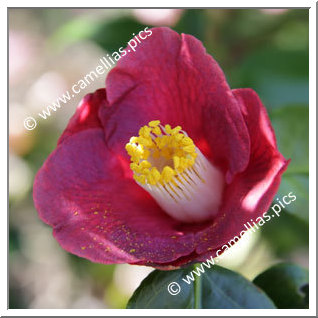 Camellia Japonica 'Aoi-sangoshô'