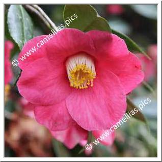 Camellia Japonica 'Apollo (Pauls)'