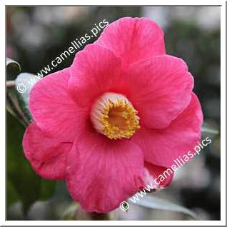 Camellia Japonica 'Apollo (Pauls)'